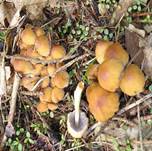 GimmertintlingErgaenzung2006