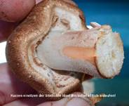 grosser-waldch95