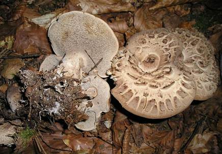 HabichtspilzErgaenzung