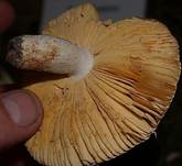 HainbuchenTaeub