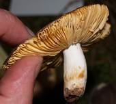 HainbuchenTaeub2