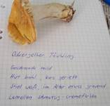 OckergelberTaubling