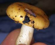 OcherT4