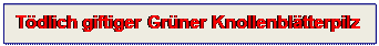 Textfeld: Tdlich giftiger Grner Knollenbltterpilz
 
