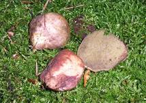 R�tlicheWurzelTrueffel