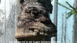 zunder-augen2